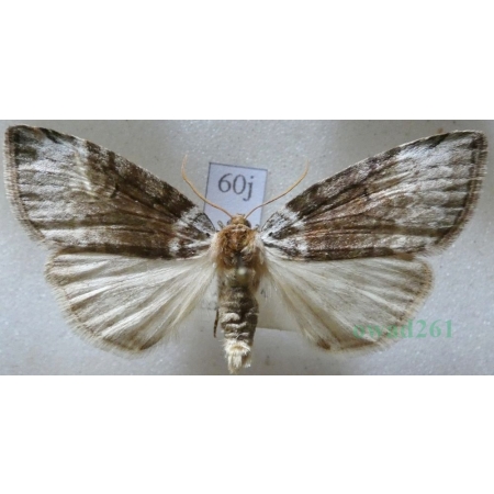 Tetheella fluctuosa (Hübner, 1803) Falica zmiennica Czech60j